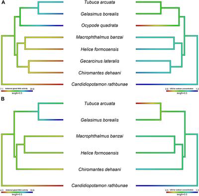 A Multi-Species Comparison and Evolutionary Perspectives on Ion Regulation in the Antennal Gland of Brachyurans